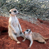 Tiere