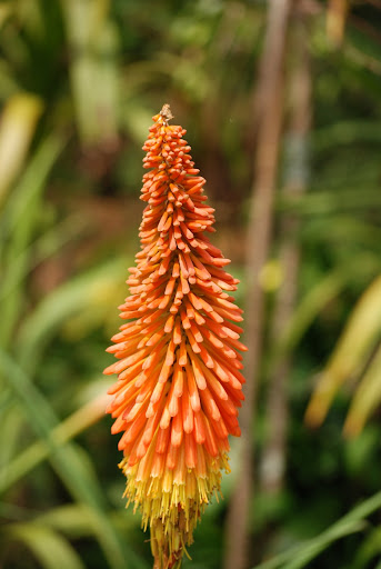 DSC_0039.JPG