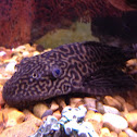 Plecostomus