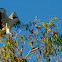 Sea Eagle