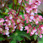 Begonia