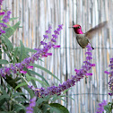 Anna's Hummingbird
