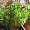 Shining Clubmoss