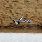 Lesser Scaup