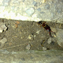 European earwig