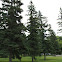 Spruce tree