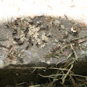 ants