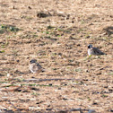 Namaqua Dove