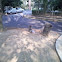 Long Tail Macaque