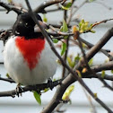 Rose-breasted Grosbeaks (female & male)