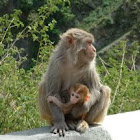 rhesus monkey