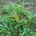 Bullfrog