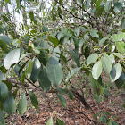 Mountain Laurel