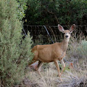 Mule deer