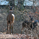 White-tailed deer