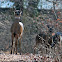 White-tailed deer