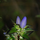 Closed Bottle Gentian