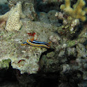 Pyjama naaktslak, dorid nudibranch, Chromodoris quadricolor