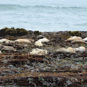 Seal