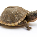 Three-toed Box Turtle