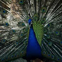 Indian Peafowl