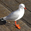 Seagull at Darling Harbour