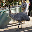An emu