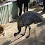 A wallaby &amp; an emu