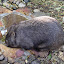 A wombat