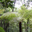 More valley flora