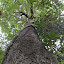 The trees are really tall