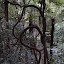 Thick vines