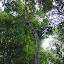 A long thick vine hanging from the treetops. Our guide said it's the kind that Tarzan supposedly swings from... I tried pulling on it and it really is very strong and sturdy =)