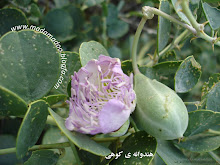 لیار