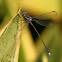 Great Spreadwing