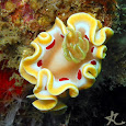 Mollusca