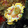 Mollusca