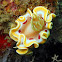 Ardeadoris cruenta