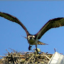 Osprey