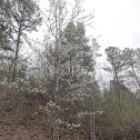Callery Pear