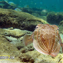 Common cuttlefish