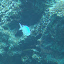 Unknown spotting