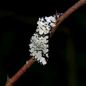 Notodontidae Moth