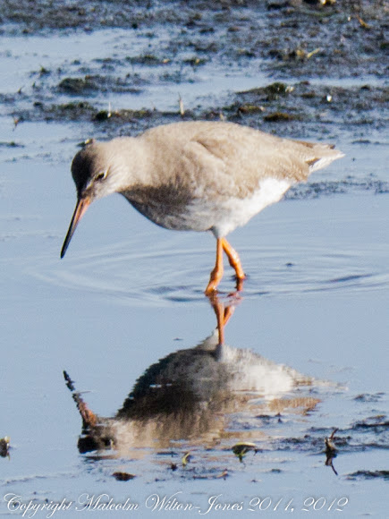 Spotting Image 1