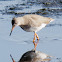 Redshank; Archibebe Común