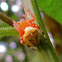 Orb Weaver