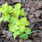 Coleus