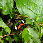 Clysonymus Heliconius