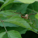 Crane Fly