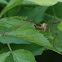 Crane Fly
